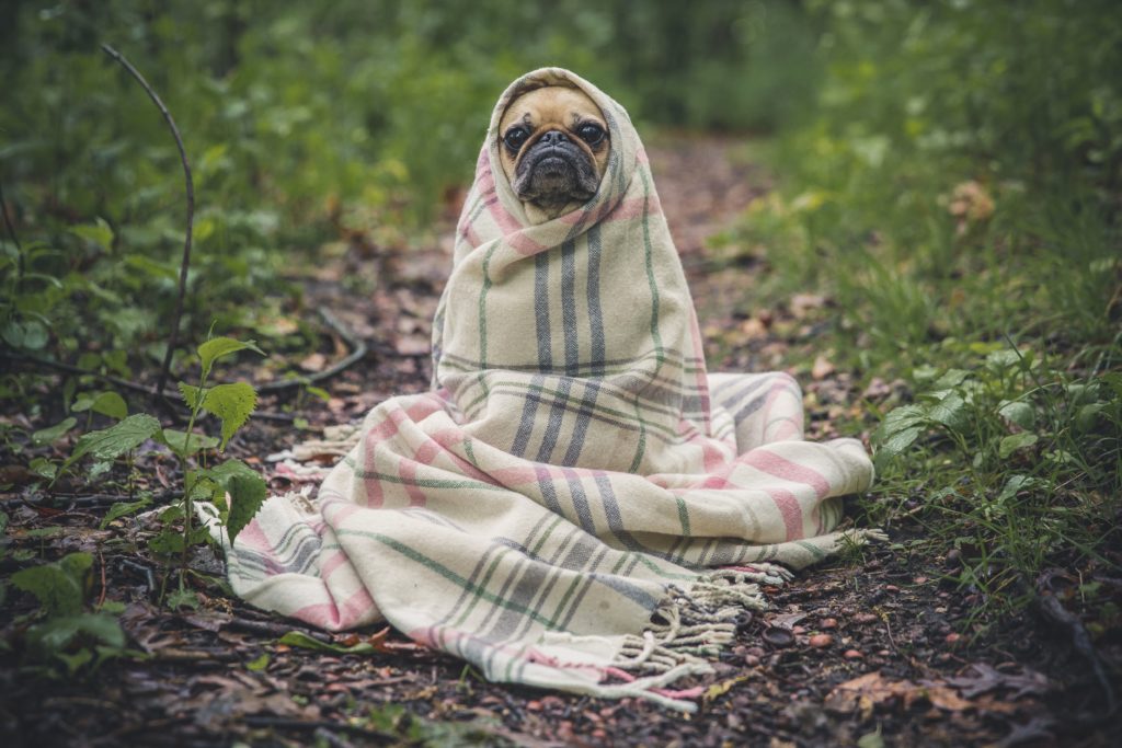 afraid puppy in blanket