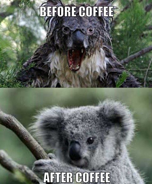 koala-bear-before-after-coffee